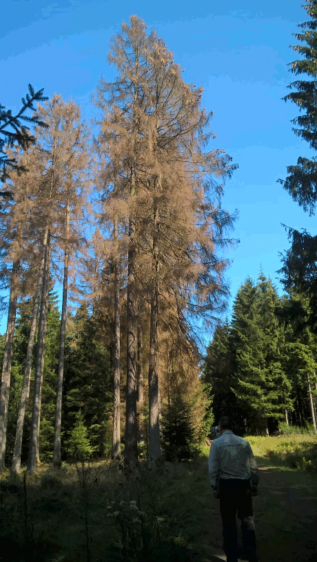 Baum mit Borkenkäferschäden